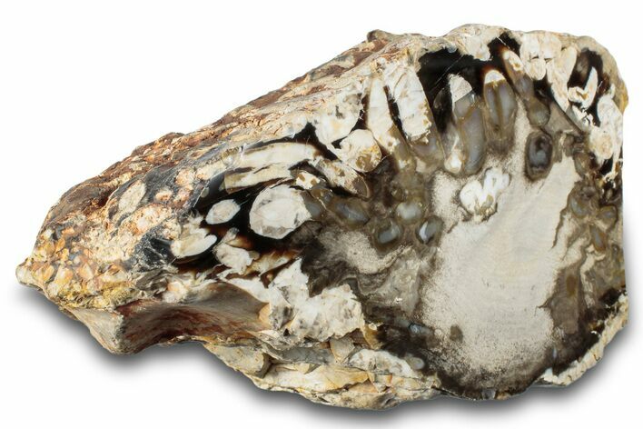 Petrified Peanut Wood Section - Australia #260775